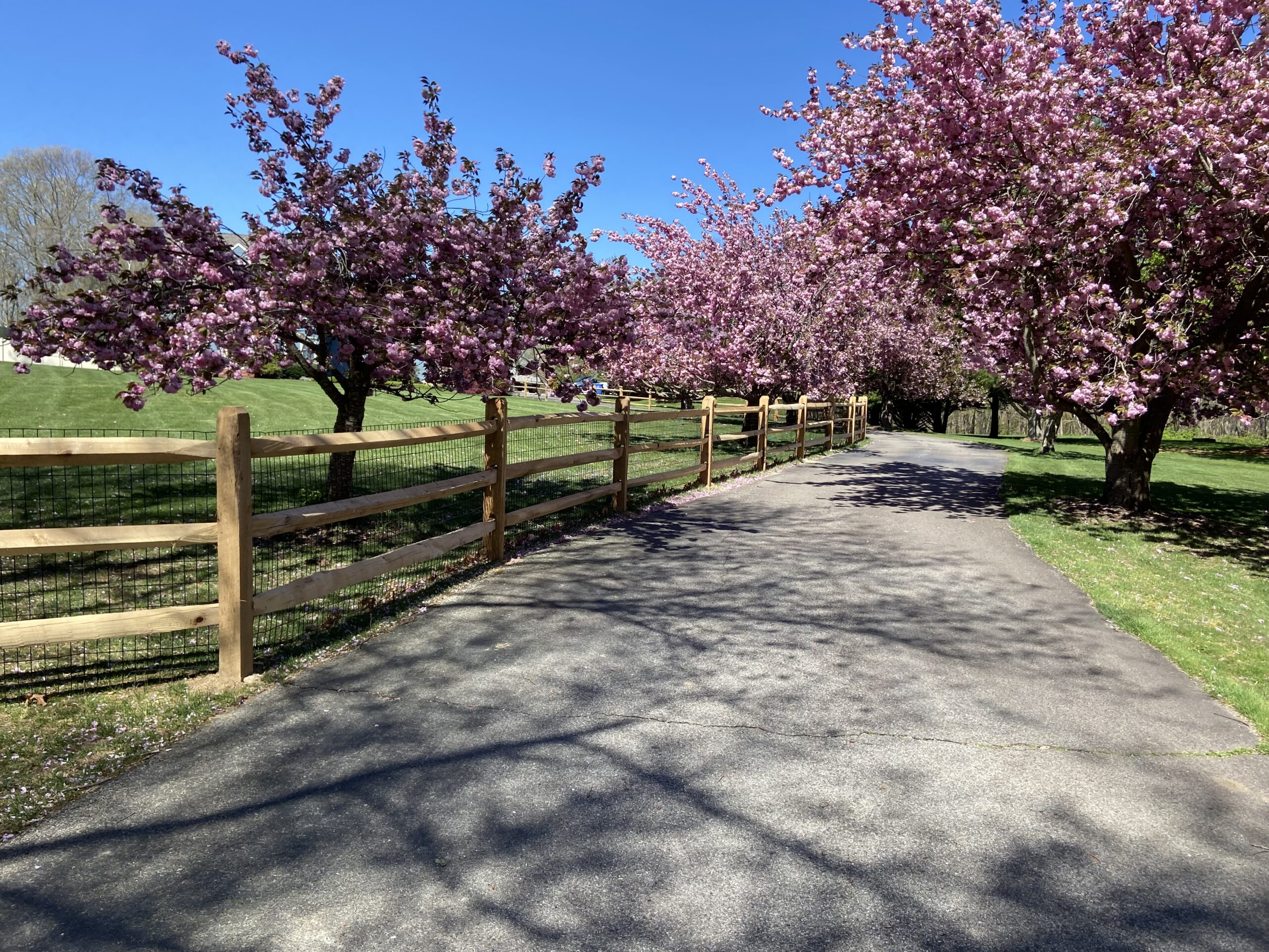 Post and rail cedar fence along a flowering cherry blossom path installed by Arrow Fence in Connecticut